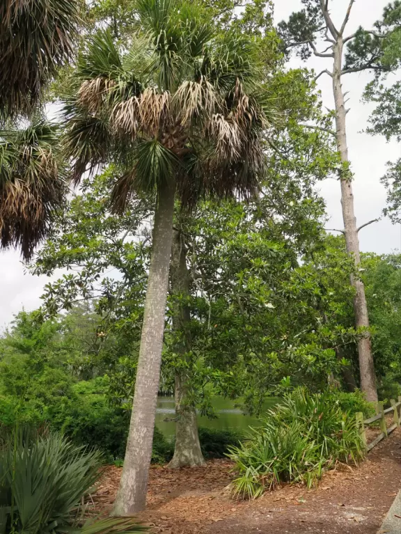 Huge old trees strung with Spanish moss, and cool breezes off the water.