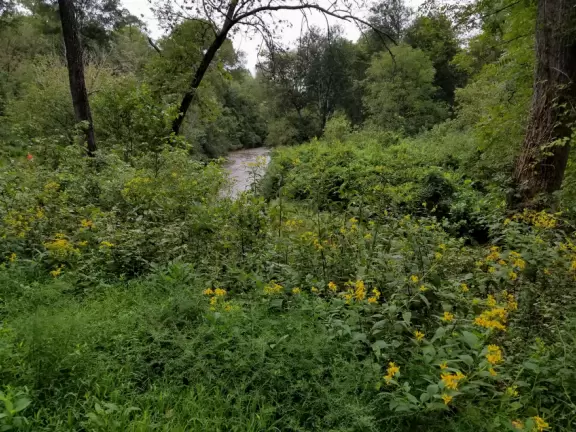 Beautiful 1.8 mile riverwalk, and&nbsp;Weaver Street Market with outdoor seating.