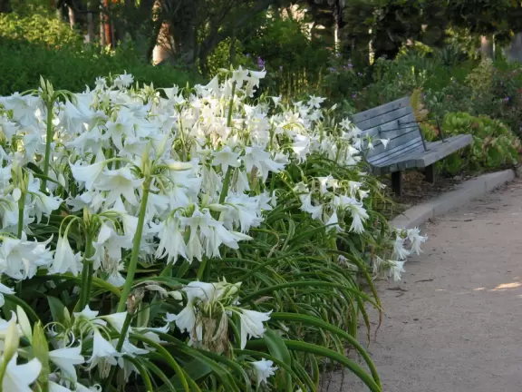 A park of exquisite beauty, with flowering trees and a picnic lawn fronting a pond full of turtles and koi.
