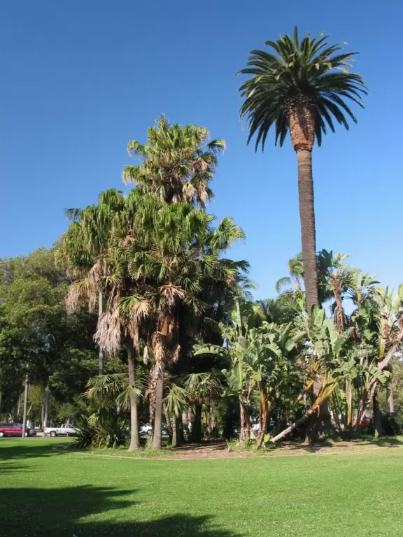 Giant wooden castle playground set among tropical palms.