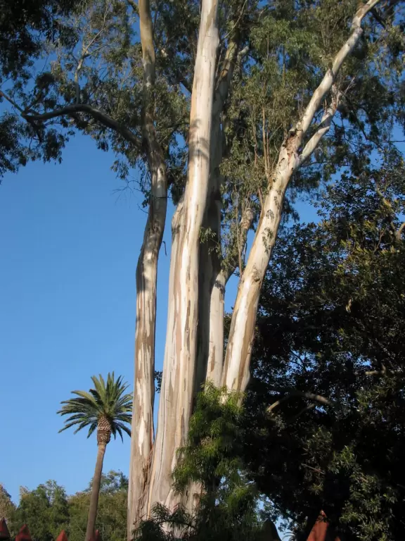 Giant wooden castle playground set among tropical palms.