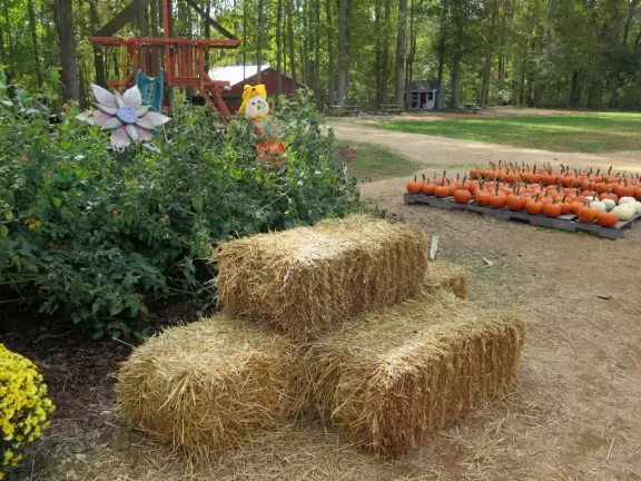 12 acre corn maze, tree swing, hay ride, barrel train ride, cozy coupes, sand pit with tractors, pretend cow milking, goats, donkey, chickens, scarecrows, and pumpkins.