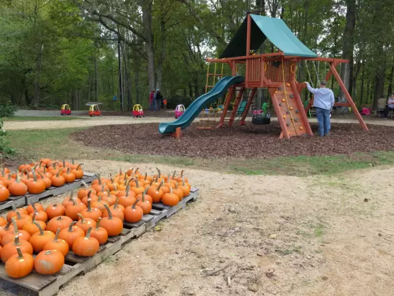 12 acre corn maze, tree swing, hay ride, barrel train ride, cozy coupes, sand pit with tractors, pretend cow milking, goats, donkey, chickens, scarecrows, and pumpkins.
