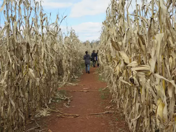 12 acre corn maze, tree swing, hay ride, barrel train ride, cozy coupes, sand pit with tractors, pretend cow milking, goats, donkey, chickens, scarecrows, and pumpkins.