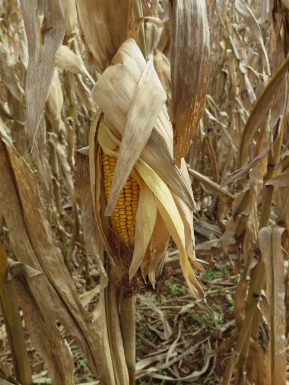 12 acre corn maze, tree swing, hay ride, barrel train ride, cozy coupes, sand pit with tractors, pretend cow milking, goats, donkey, chickens, scarecrows, and pumpkins.