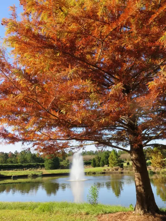 Gorgeous one-mile greenway or bike path with shady forest, flowers, little hills, and pond with fountain.
