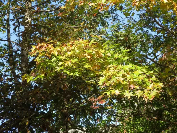 Gorgeous one-mile greenway or bike path with shady forest, flowers, little hills, and pond with fountain.