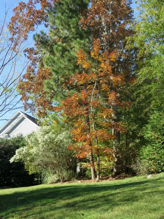 Gorgeous one-mile greenway or bike path with shady forest, flowers, little hills, and pond with fountain.