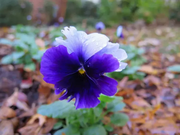 Gorgeous one-mile greenway or bike path with shady forest, flowers, little hills, and pond with fountain.