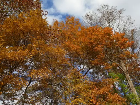 Beautiful 1.8 mile riverwalk, and&nbsp;Weaver Street Market with outdoor seating.