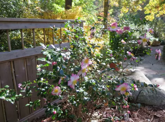 Large world-class garden with lakeside allees, flower terraces, and small Japanese garden.