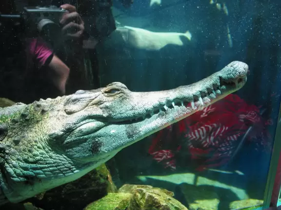 Zoo in a tropical setting with panda bear, polar bear, koalas, kangaroos, and more!