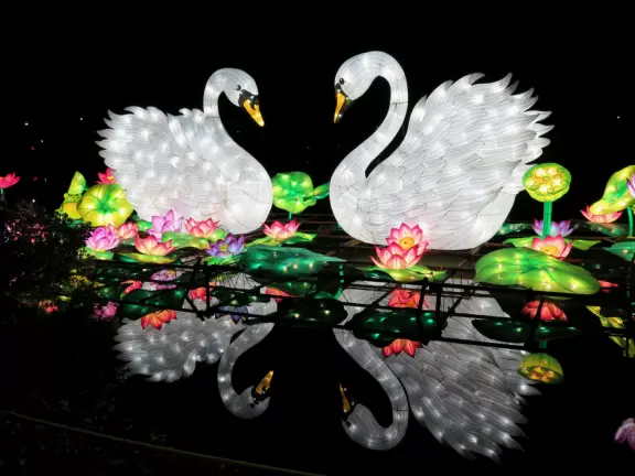 Concerts under the stars with tall pines reaching to the sky.