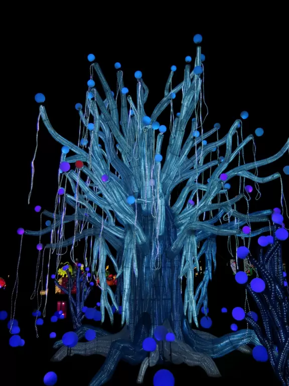 Concerts under the stars with tall pines reaching to the sky.