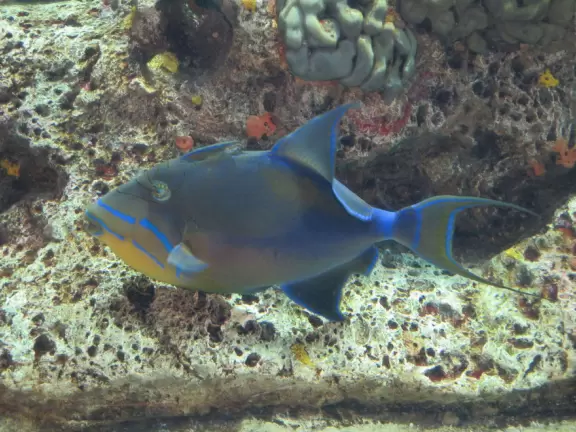 Excellent, but expensive, aquarium.