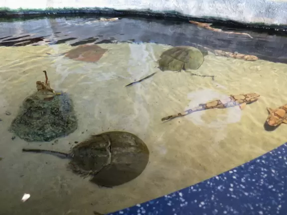 Excellent, but expensive, aquarium.