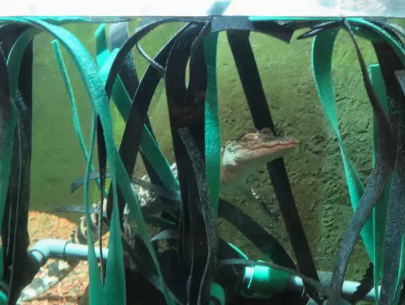 Excellent, but expensive, aquarium.