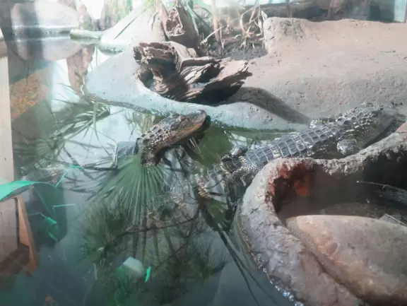 Excellent, but expensive, aquarium.