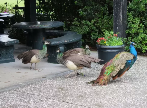 Beautiful place with mansion, lovely gardens on the water, and alligators and birds.