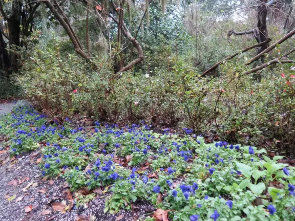 Beautiful place with mansion, lovely gardens on the water, and alligators and birds.