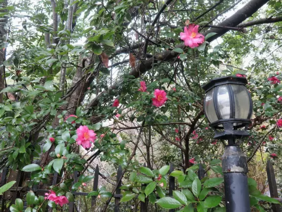 Beautiful place with mansion, lovely gardens on the water, and alligators and birds.