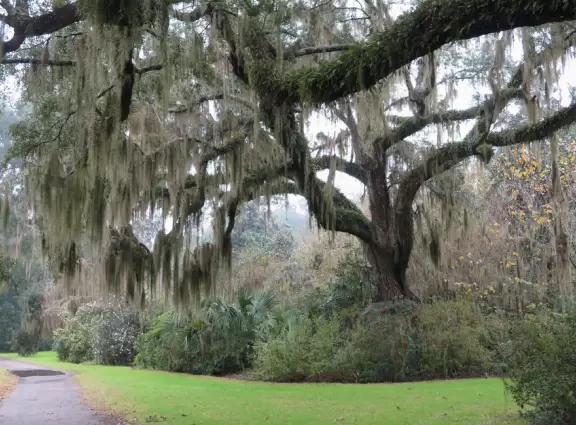 Beautiful place with mansion, lovely gardens on the water, and alligators and birds.