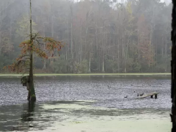 Beautiful place with mansion, lovely gardens on the water, and alligators and birds.