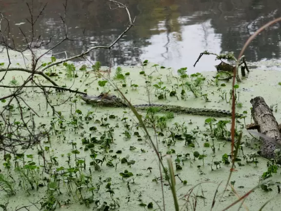 Beautiful place with mansion, lovely gardens on the water, and alligators and birds.