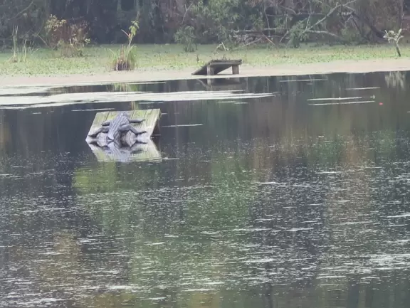 Beautiful place with mansion, lovely gardens on the water, and alligators and birds.