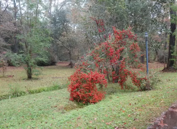 Beautiful place with mansion, lovely gardens on the water, and alligators and birds.