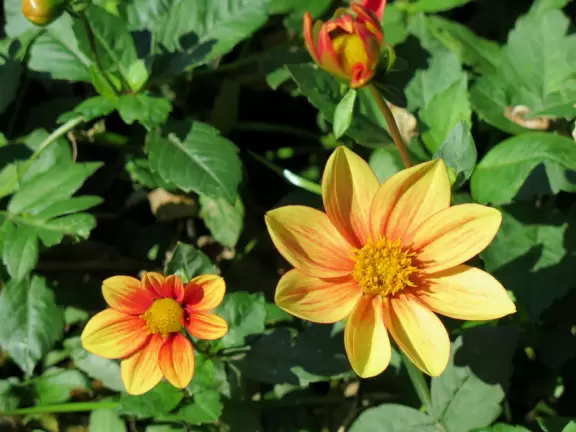 Beautiful plantings with huge flowers and large splashes of color!