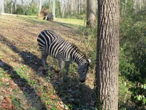 <p>Fantastic zoo with active animals and lots to do!</p>