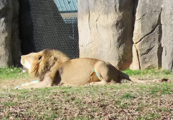 <p>Fantastic zoo with active animals and lots to do!</p>