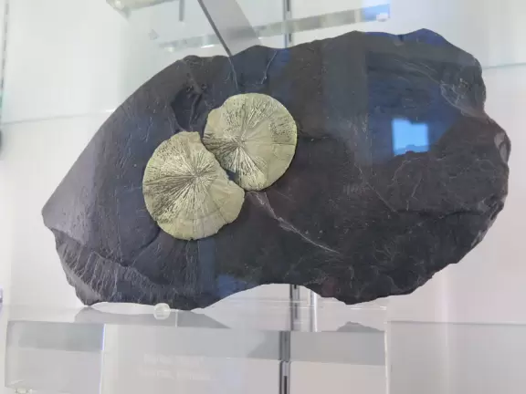 Two beautiful modern buildings full of attractive exhibits including some live animals.