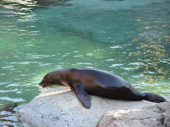 <p>Fantastic zoo with active animals and lots to do!</p>