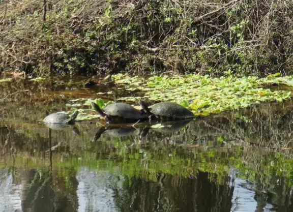 Tropical paradise with amazing trees, soft green grass, and woven huts shading picnic tables with BBQs that line the river, plus bike and kayak rentals. Beware alligators.