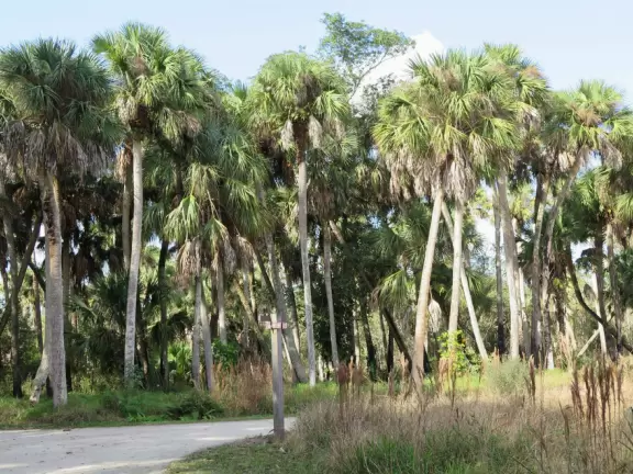 Tropical paradise with amazing trees, soft green grass, and woven huts shading picnic tables with BBQs that line the river, plus bike and kayak rentals. Beware alligators.