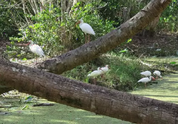 Tropical paradise with amazing trees, soft green grass, and woven huts shading picnic tables with BBQs that line the river, plus bike and kayak rentals. Beware alligators.
