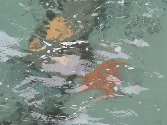 World-famous area full of sealife- see the huge yellow and orange starfish, and manatees, from the jetty! Shaded playground too.