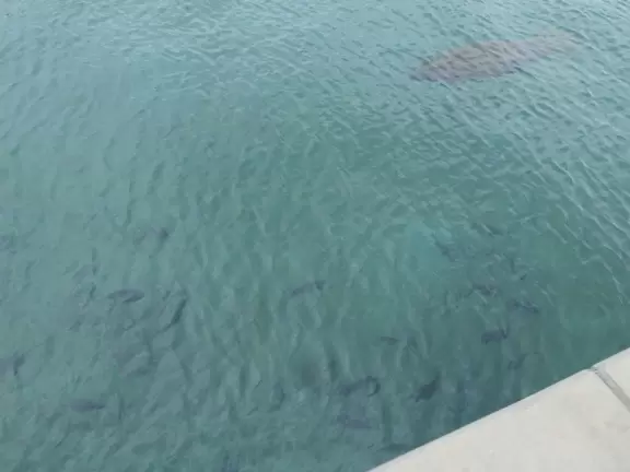 Two-level modern winter manatee viewing center with walkway by the water.