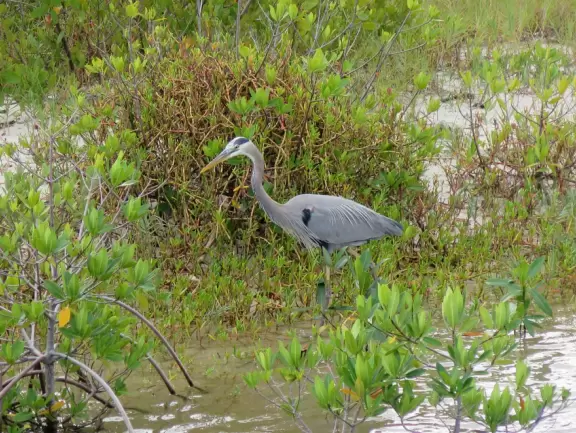 Wide walking path along the water with tropical flowers, piers, grand high rises, and palm trees- no shade though.