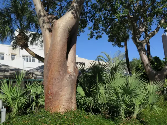 Gorgeous pedestrian-only street with exquisite tropical landscaping and sidewalk cafes galore.