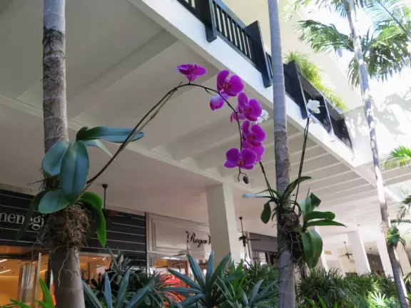 Ultra rich outdoor mall with gorgeous plants, fountains, sculptures, and flowers.
