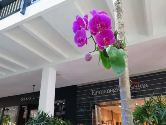 Ultra rich outdoor mall with gorgeous plants, fountains, sculptures, and flowers.