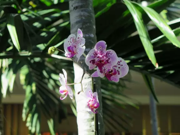Ultra rich outdoor mall with gorgeous plants, fountains, sculptures, and flowers.