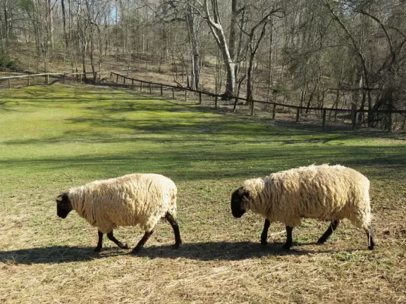 Beautiful park where you can walk the perimeter of the pond, and check out the cute animals.