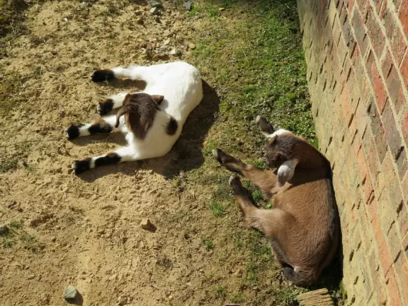 Beautiful park where you can walk the perimeter of the pond, and check out the cute animals.