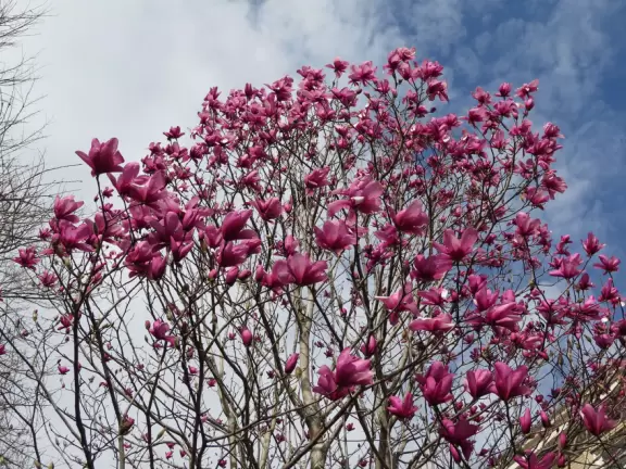 Historic buildings, sunny quad where students hang out, flowers and old trees, and fun student center area.