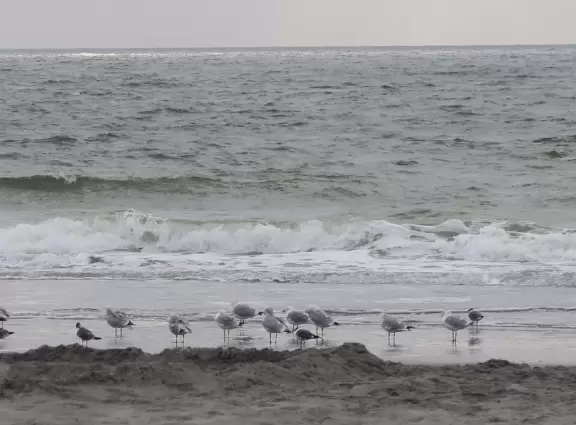 Cute little park with flowers, small playground, and swings, by the sea.