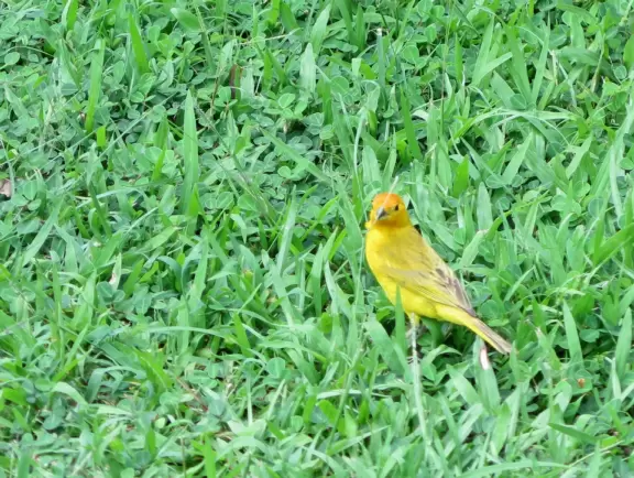 Beautiful little park on an island with a white pedestrian bridge.